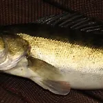 Oleandria -,,domek Pokrzywa