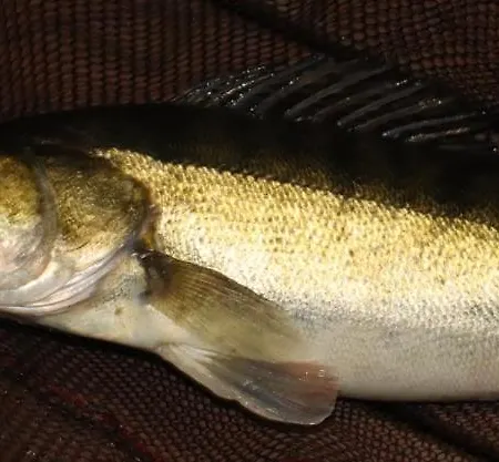 Oleandria -,,domek Pokrzywa